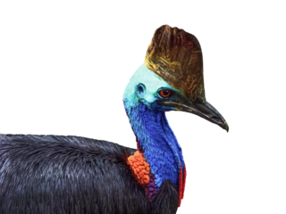 Cassowary headshot with part body