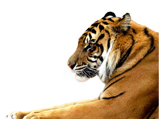 Sumatran Tiger Head Shot with Whiskers
