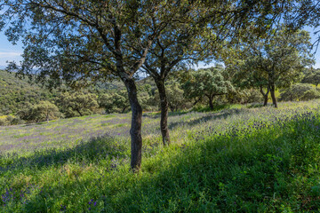 Fototapeta premium Field with wild plants