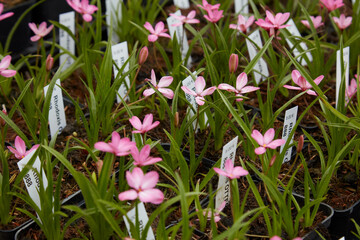 Fototapeta premium Rhodoxis Fairytale plants with pink flowers