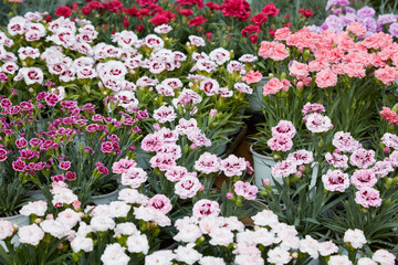 Fototapeta premium Dianthus, carnation plants with flowers in various colors in vases