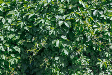 Obraz premium Background of green leaves. Natural texture with leaf pattern