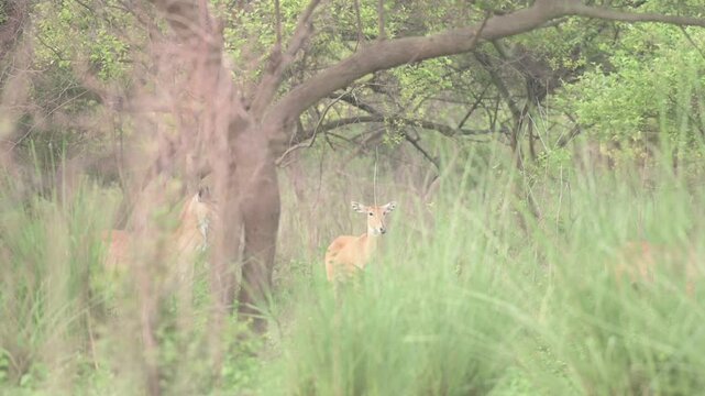 Largest asian antelope A Herd of  Blue Bulls (Nilgai) in Jungle, Bihar Wildlife, Jehanabad, Bihar, India