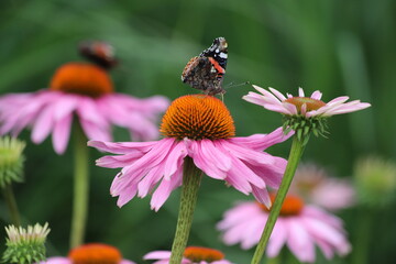Echinacea purpurea. Flower plant commonly known as coneflower.