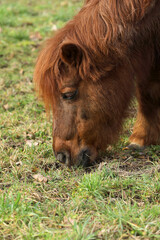 Horse grazing in a pasture