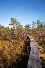 Scenic view of duckboard path through wetland