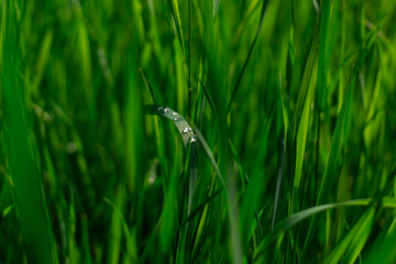 green grass with dew drops close up. water drops on the fresh grass after rain.