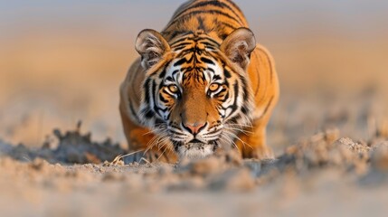 Obraz premium A majestic tiger crawls intently on the sandy ground with its piercing eyes looking straight ahead, showcasing the power and majesty of one of nature's greatest predators.