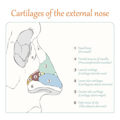 Cartilages of the external nose flat vector illustration