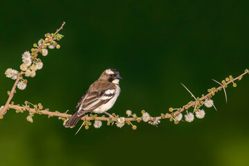 White-browed sparrow-weaver bird on red colored plant.