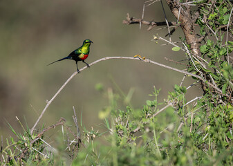 Red-chested Sunbird, Cinnyris erythroceria, african nectar feeding bird, glossy, metallic cyan and red colors,perched on branch.