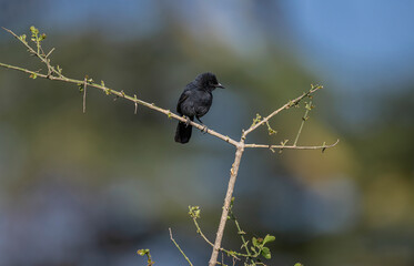 The Slate-coloured Boubou is the only one of the group of dark Boubou shrikes that lives at lower, more arid habitats. It is still a furtive birds that skulks