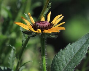 Portret żółtej rudbekia i dzikiej pszczoły. Zapylanie kwiatów naturalne. Przyroda w rozkwicie.