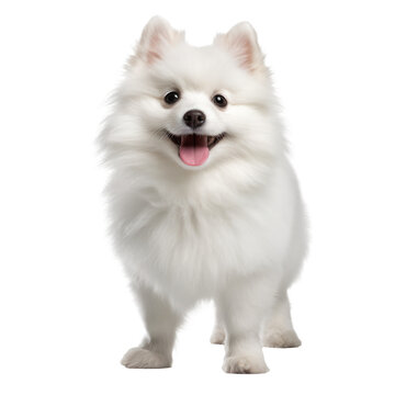 white dog looking isolated on white.