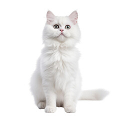 Obraz premium white cat looking isolated on white