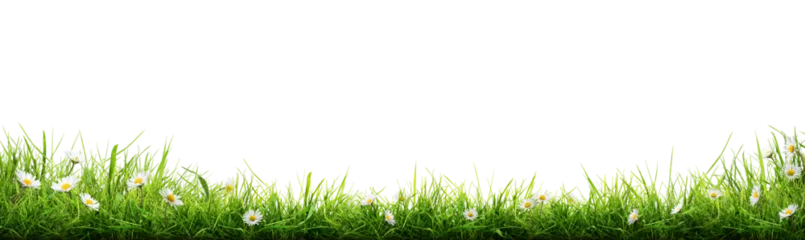Fotobehang Madeliefje A bright fresh green grass lawn edge border with daisy flowers growing in the grass isolated against a transparent background   © Duncan Andison