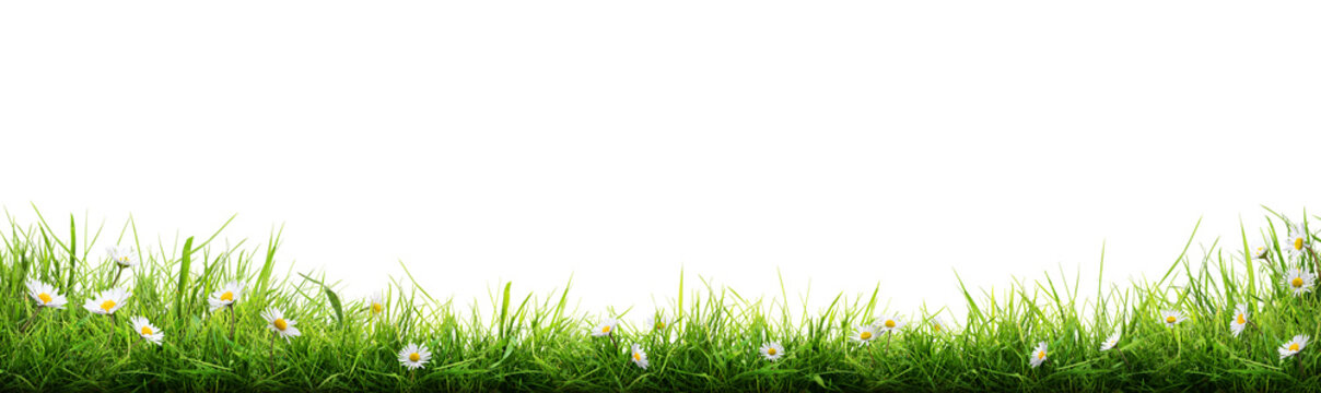 A bright fresh green grass lawn edge border with daisy flowers growing in the grass isolated against a transparent background 