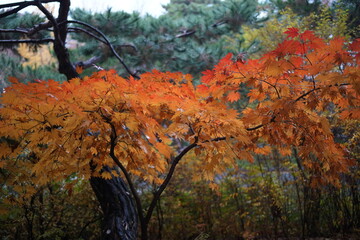 autumn in the forest