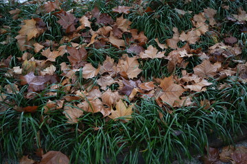 autumn leaves background