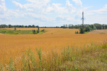 a field of yellow grass with a field of purple flowers and a telephone pole 