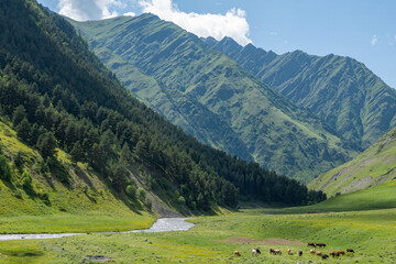 alpine meadow in the mountains