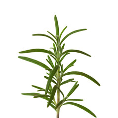 Fototapeta premium Fresh sprig of Rosemary isolated on white background