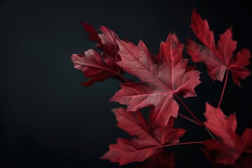 Maple Leaves, Autumn’s Colorful Splendor