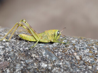 green grasshoppers perched on rocks