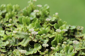 bright green liverwort with the male gametophytes resembling tiny umbrellas
