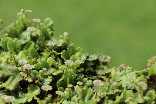 bright green liverwort with the male gametophytes resembling tiny umbrellas