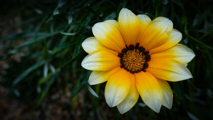 Gazania Flower Bloom Sunburst Of Colour and The Dark Green Foliage