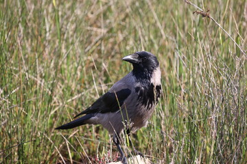 A raven sits in the grass