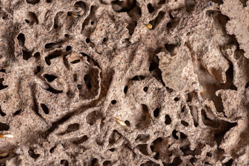 Close up of Termites Eating wood, (Termite damage house)