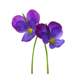 Two  flowers of Viola tricolor (Johnny Jump up) isolated on white background.. Selective focus