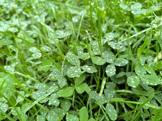 green leaves, natural background, green background, nature, natural color, jungle, dense forest,