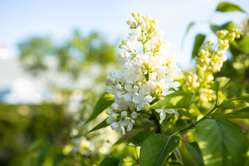 blooming white lilac flowers in the garden nature