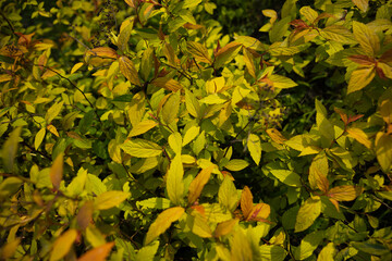 close up of green yellow foliage on a bush nature background