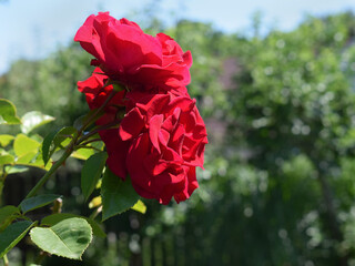 Beauty of roses, close up view