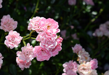 Fototapeta premium Beauty of pink blooming roses 