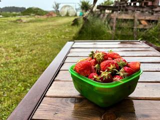 Strawberries in a green container, on a wooden bench, on green grass, and piles of boards