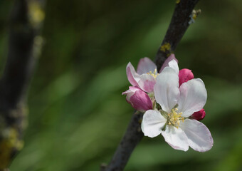 Apfelblüte