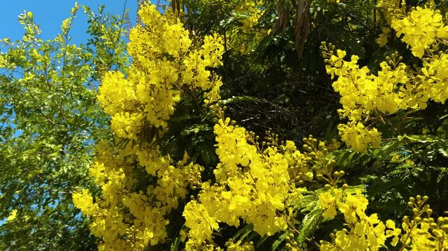 Blossom of beautiful Peltophorum dubium tree with a yellow crown 