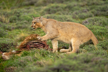 Puma with catchlight sits pawing guanaco kill