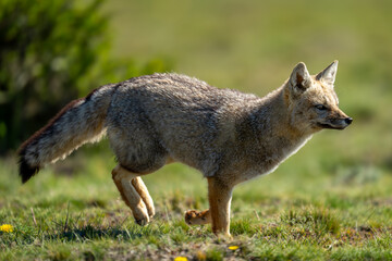 Obraz premium South American gray fox running across field