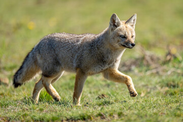 South American gray fox crossing sunlit field