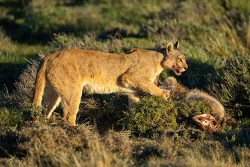 Puma with catchlight stands over guanaco kill
