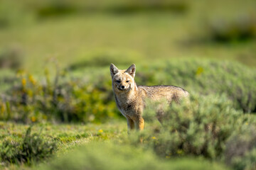 South American gray fox stands amongst bushes