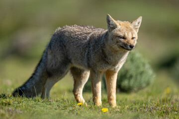 Fototapeta premium South American gray fox standing in field