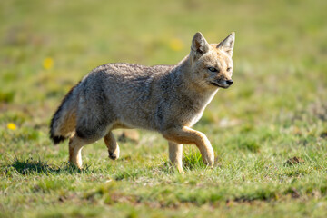 South American gray fox runs in grass