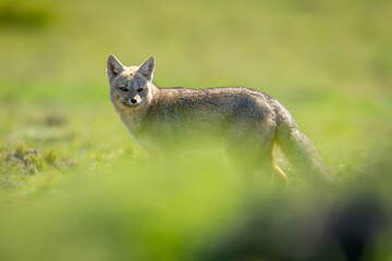 South American gray fox stand behind bush